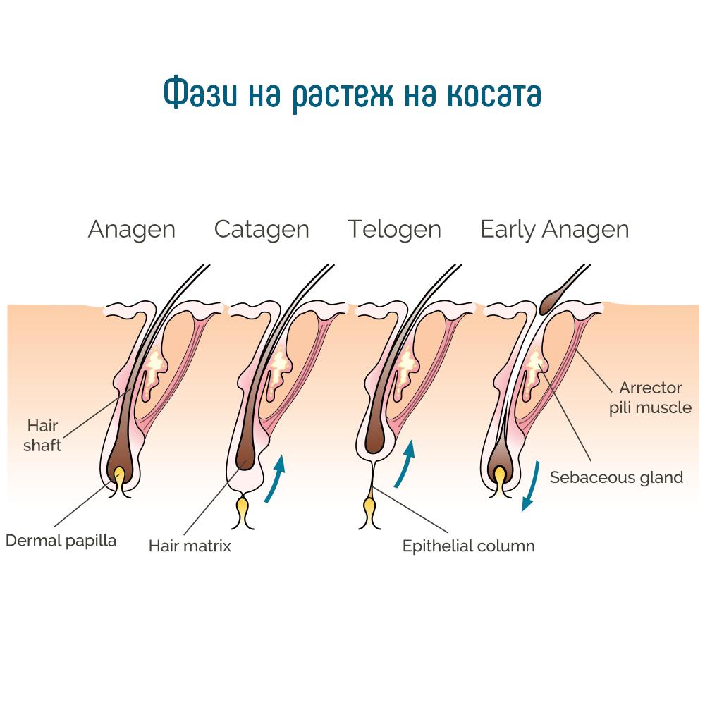 Фази на растеж на косата